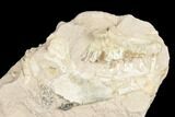 Unprepared Oreodont (Leptauchenia) Skull - South Dakota #192525-3